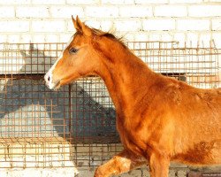 horse Adina (Akhal-Teke, 2012, from Saivan)