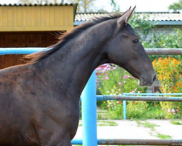 horse Shirvani (Akhal-Teke, 2013, from Saivan)