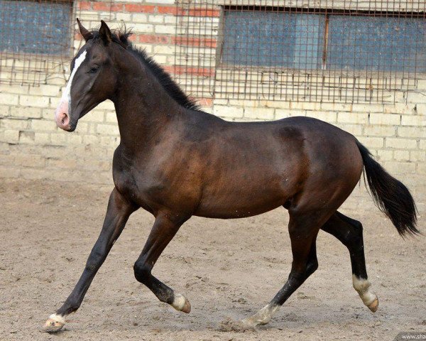 horse Gonakh (Akhal-Teke, 2013, from Gazomet)