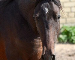 horse Gael (Akhal-Teke, 2013, from Garant)