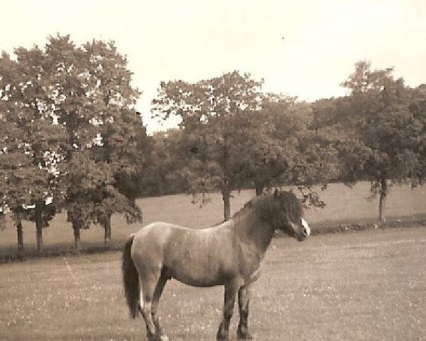 Deckhengst Gaerstone Beacon (Welsh Mountain Pony (Sek.A), 1944, von Bowdler Brilliant)