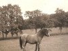 Deckhengst Gaerstone Beacon (Welsh Mountain Pony (Sek.A), 1944, von Bowdler Brilliant)