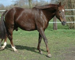 broodmare Rivana (Oldenburg, 2001, from Rohdiamant)