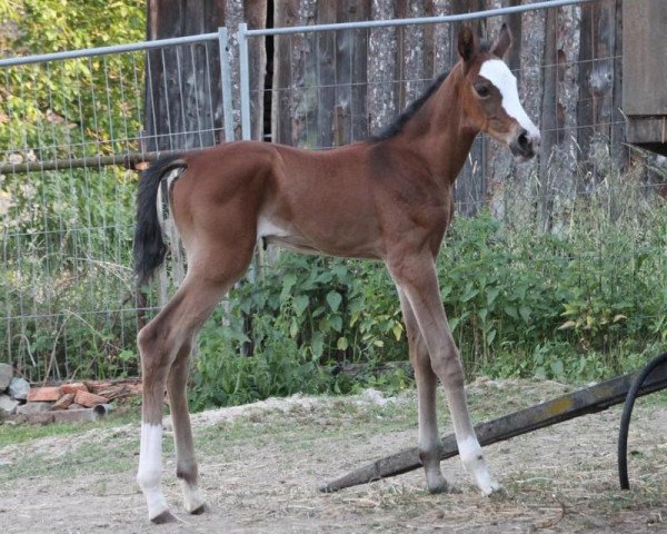 horse Dalchyn Dodak D-Keik (Akhal-Teke, 2014, from Gobi Gush)