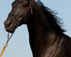 horse Arim (Akhal-Teke, 1997, from Melesur)