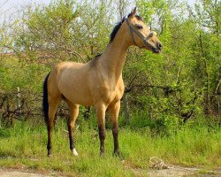 horse Monia (Akhal-Teke, 2002, from Muzar)