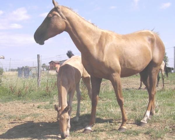 horse Amir (Akhal-Teke, 2002, from Muzar)