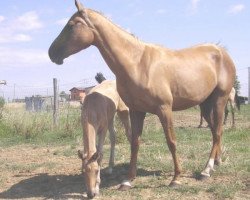 horse Amir (Akhal-Teke, 2002, from Muzar)