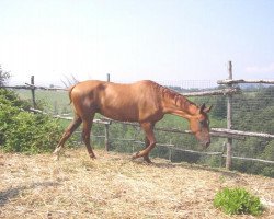 horse Alexia (Akhal-Teke, 2000, from Muzar)