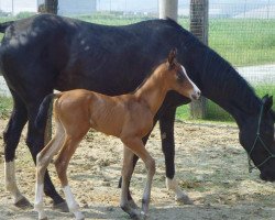 broodmare Yava (Akhal-Teke, 1991, from Pudok)