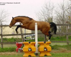 horse Arkady (Akhal-Teke, 2001, from Djasman)