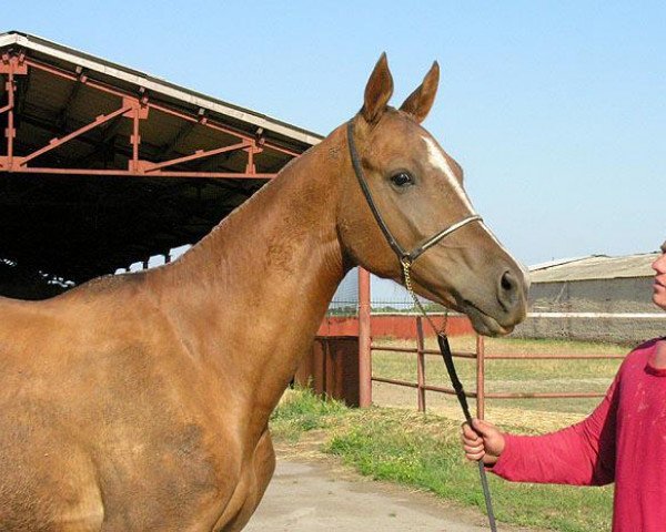 horse Sakinat (Akhal-Teke, 2003, from Kortik)