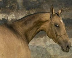 horse Aishet (Akhal-Teke, 2003, from Ekemen)