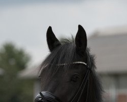 dressage horse Don Darko GS (German Riding Pony, 2018, from Dark Dornik)