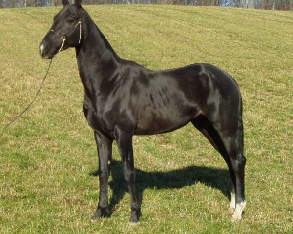 stallion Salam (Akhal-Teke, 2000, from Maksut 2)