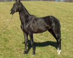 stallion Salam (Akhal-Teke, 2000, from Maksut 2)