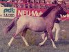 stallion Forlan Brigadier (Welsh mountain pony (SEK.A),  , from Forlan Sharpshooter)