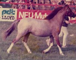 stallion Forlan Brigadier (Welsh mountain pony (SEK.A),  , from Forlan Sharpshooter)