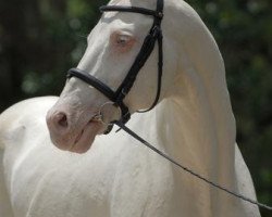 stallion Agilas (Akhal-Teke, 1985, from Ararat)