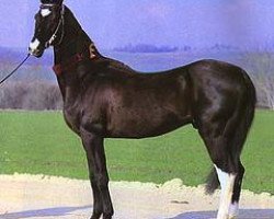 horse Azan (Akhal-Teke, 1989, from Atbasar)