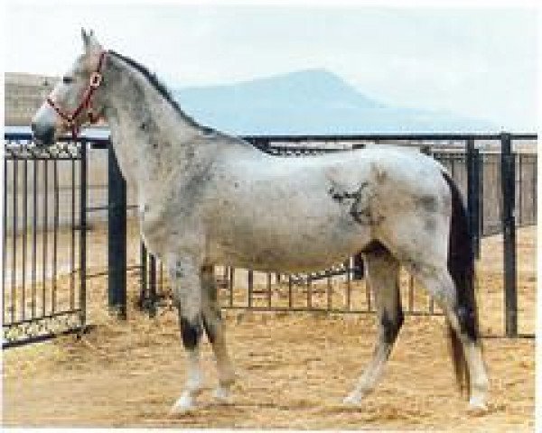 stallion Akbelek (Akhal-Teke, 1988, from Alvan)