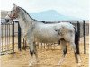 stallion Akbelek (Akhal-Teke, 1988, from Alvan)