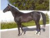 stallion Alada (Akhal-Teke, 1987, from Aigytli)