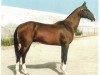 stallion Alaman (Akhal-Teke, 1991, from Polot)