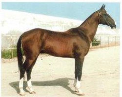 stallion Alaman (Akhal-Teke, 1991, from Polot)