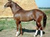 stallion Alsakar (Akhal-Teke, 1991, from Dost)