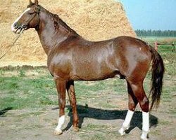 stallion Alsakar (Akhal-Teke, 1991, from Dost)