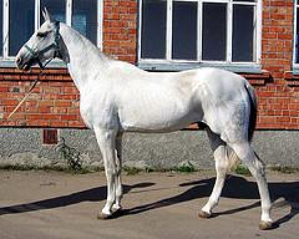 stallion Altyn 8 (Akhal-Teke, 1989, from Alagir 10)