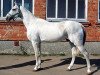 stallion Altyn 8 (Akhal-Teke, 1989, from Alagir 10)