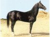 stallion Arguvan 5 (Akhal-Teke, 1986, from Aktasch 1)