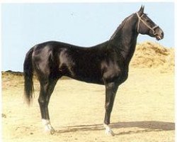 stallion Arguvan 5 (Akhal-Teke, 1986, from Aktasch 1)