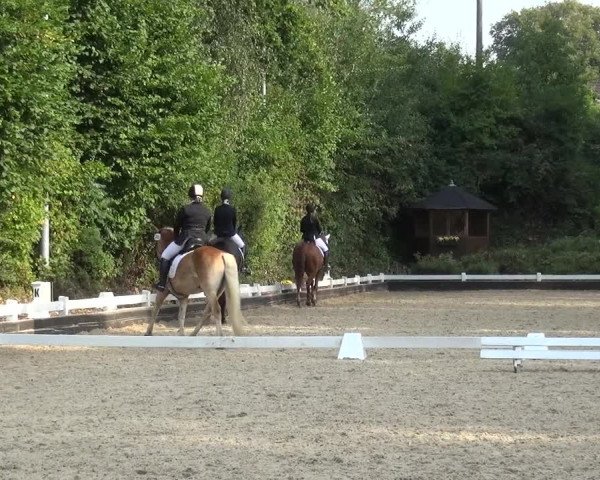 Reitturnier Mettmann - Reitanlage Löckenhoff 2020