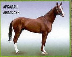 stallion Arkadash (Akhal-Teke, 1991, from Arkadag)