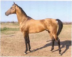 horse Askerhan 9 (Akhal-Teke, 1995, from Anchar)