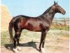 stallion Asman (Akhal-Teke, 1992, from Koldun)