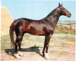 stallion Asman (Akhal-Teke, 1992, from Koldun)