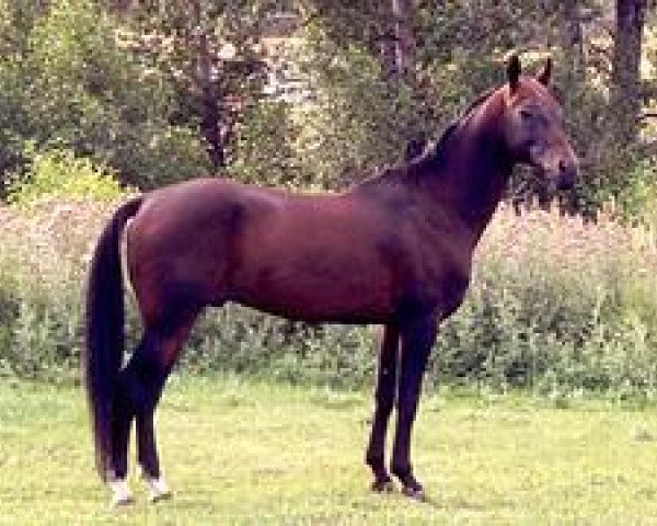 horse Astrahan (Akhal-Teke, 1990, from Melechan)