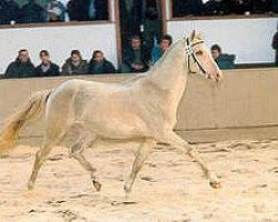 horse Gaj (Akhal-Teke, 1988, from Gektor 12)