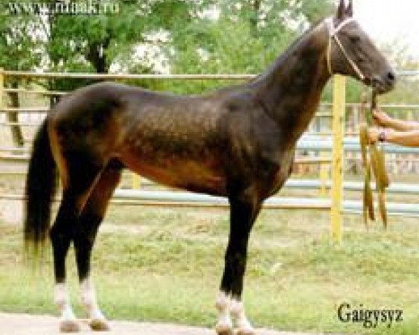 stallion Gaigysyz (Akhal-Teke, 1988, from Karaman)