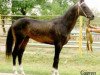 stallion Gaigysyz (Akhal-Teke, 1988, from Karaman)