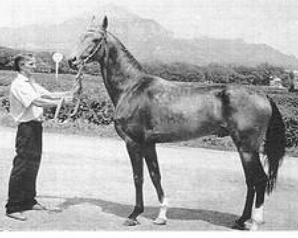 stallion Galabeg (Akhal-Teke, 1994, from Gaigysyz)