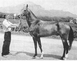 stallion Galabeg (Akhal-Teke, 1994, from Gaigysyz)