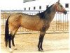 stallion Galkan (Akhal-Teke, 1989, from Karaman)