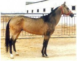 stallion Galkan (Akhal-Teke, 1989, from Karaman)