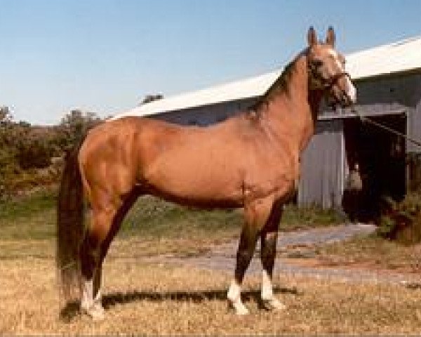 horse Gindarh 13 (Akhal-Teke, 1984, from Gaukhar 4)