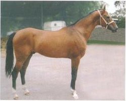 horse Djuma (Akhal-Teke, 1991, from Dzagitaj)